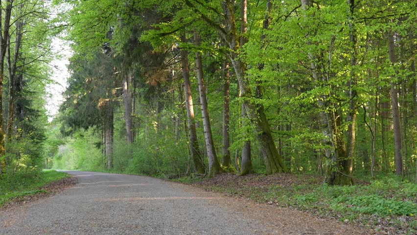 First Spring Bike Ride on Forest Path