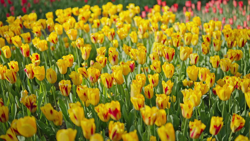 Yellow tulip field with red streaks at spring flower festival