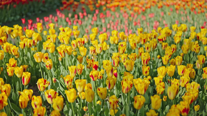 Yellow tulips with red streaks blooming at spring festival