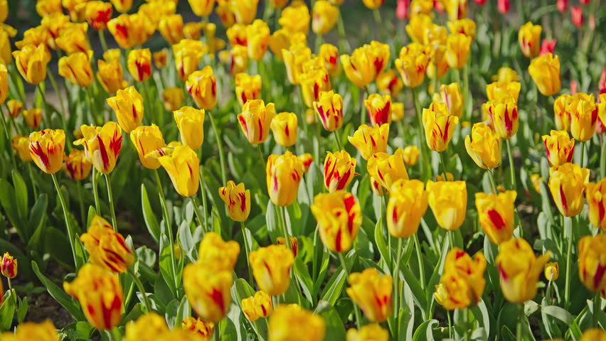 Yellow tulips with red streaks blooming at Morges Tulip Festival