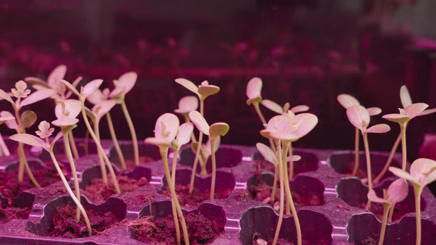 Young watermelon sprouts are lit by a grow light. Dolly shot