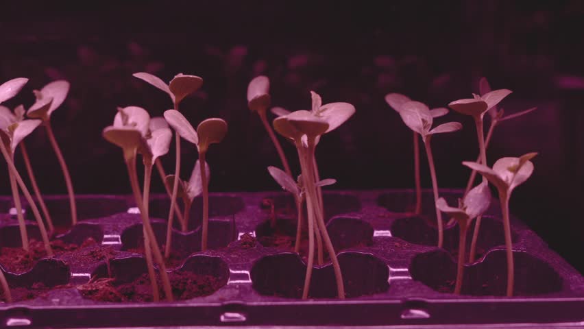 Young watermelon sprouts are lit by a grow light. Dolly shot