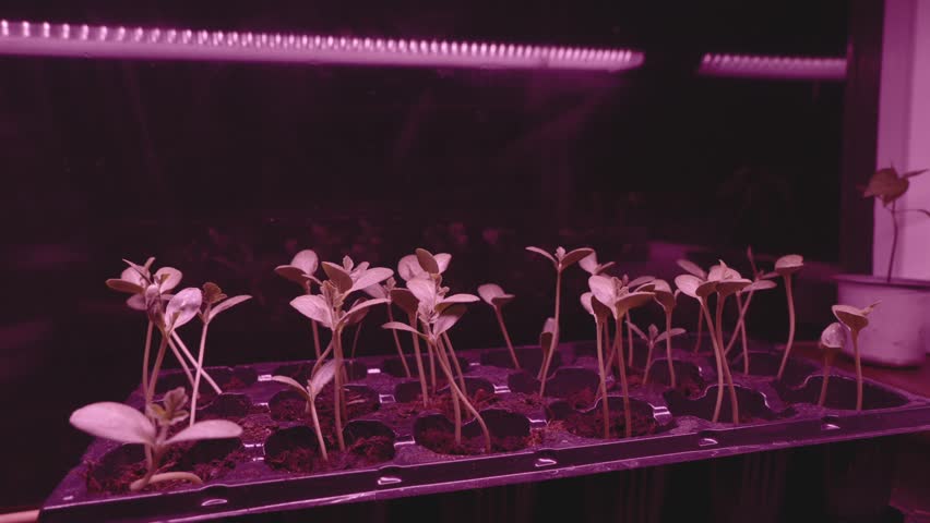 Young watermelon sprouts are lit by a grow light. Dolly shot