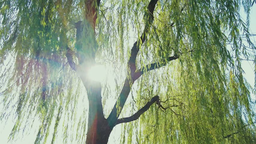 Xi Lake (West Lake) as the famous UNESCO site in Hangzhou China