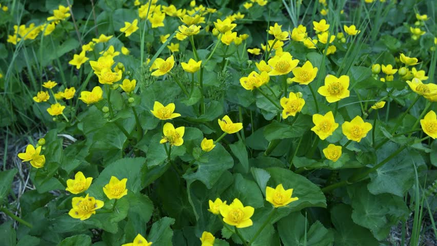 Bright yellow Marsh Marigold wildflowers swaying in a gentle spring breeze in a natural wetland scene full of vibrant color and calm motion