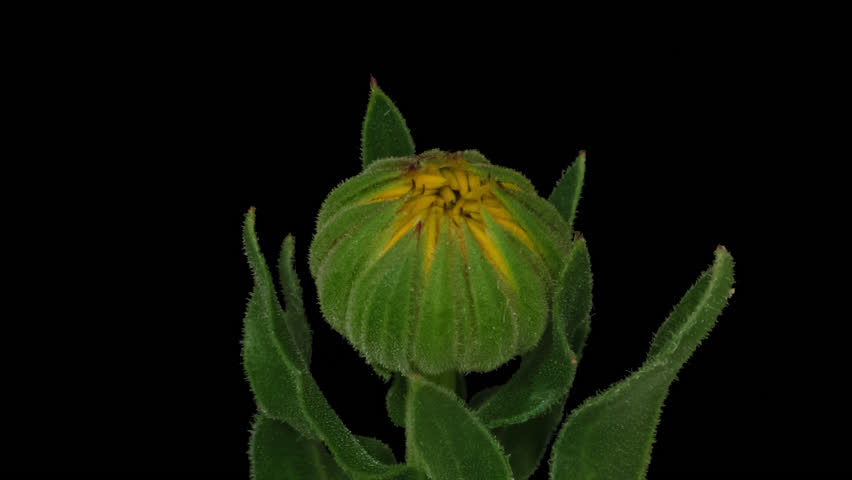 Macro time lapse blooming Calendula flower, isolated on pure black background