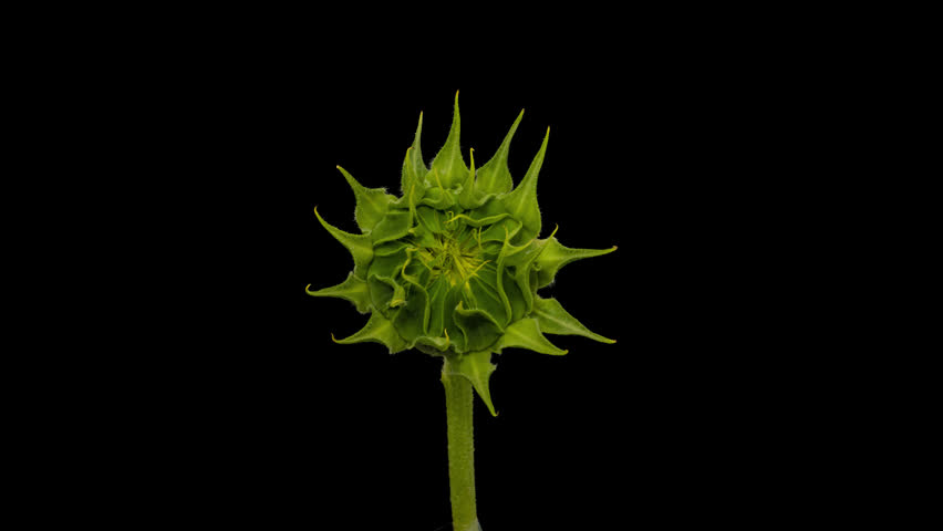 Macro time lapse blooming Sunflower Head, isolated on pure black background
