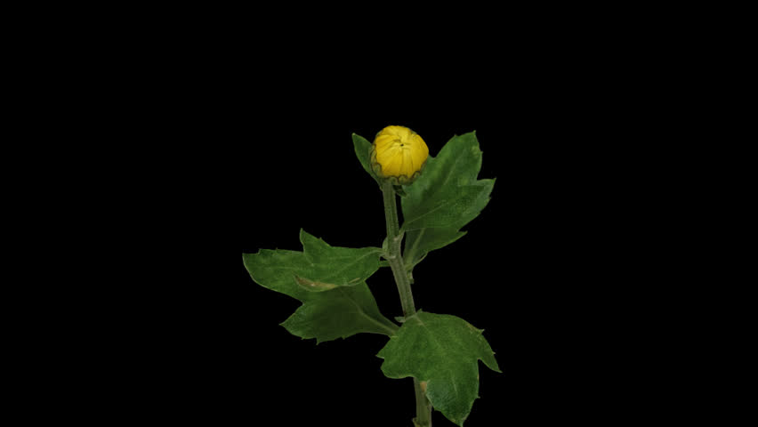 Macro time lapse blooming and wilting Yellow Chrysanthemum close-up on pure black background