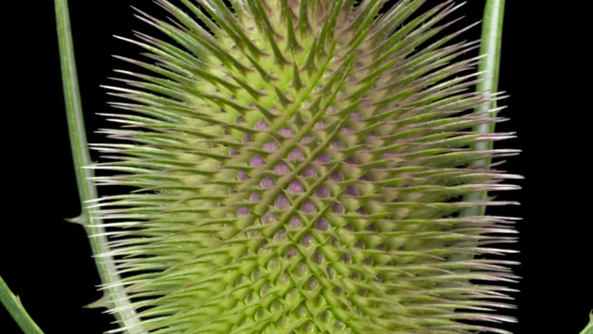 Macro time lapse blooming and wilting Wild Teasel (Dipsacus fullonum) flower, isolated on pure black background