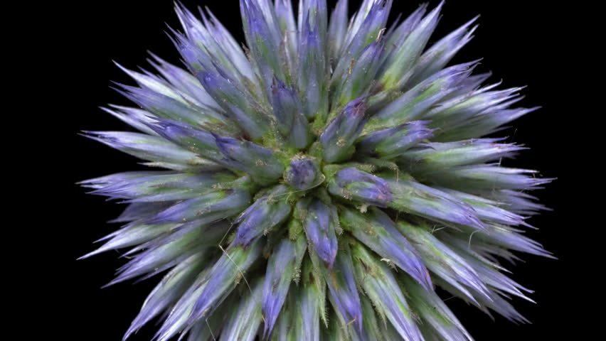 Macro time lapse blooming and wilting Echinops (Globe thistle) flower, isolated on pure black background