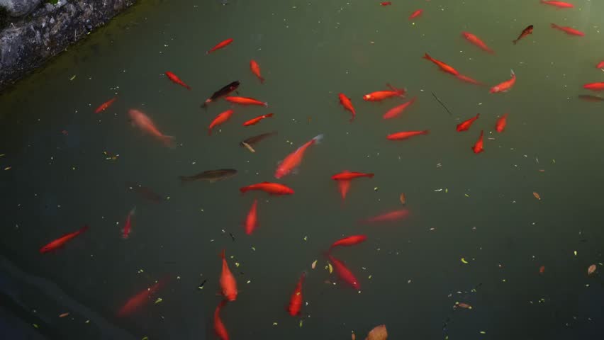 Red and black fish swimming in pond
