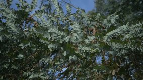 Eucalyptus branches with silvery green leaves - Powered by Shutterstock - Get 15% off with code: PIKWIZARD15