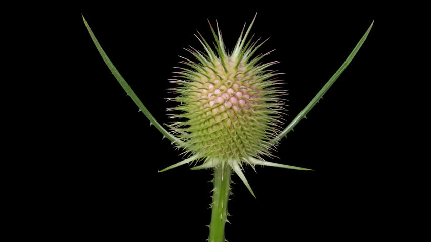 Macro time lapse blooming and wilting Wild Teasel (Dipsacus fullonum) flower, isolated on pure black background