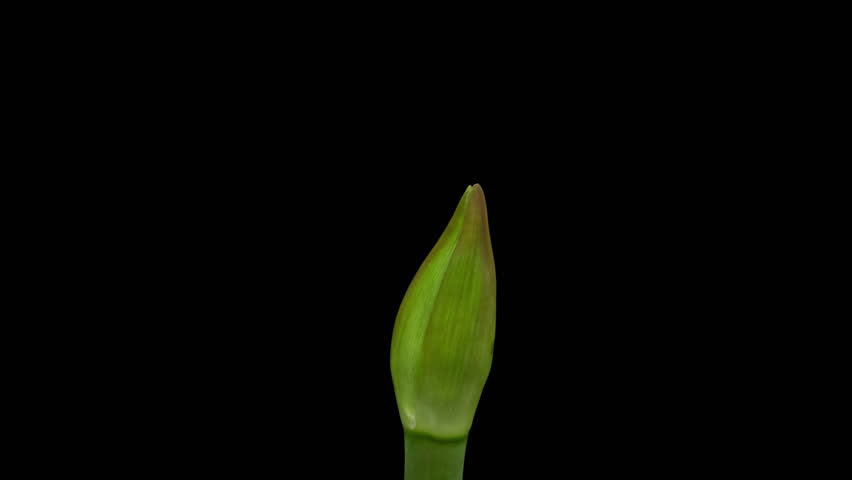 Macro time lapse blooming and wilting pink Amaryllis (Hippeastrum) flower, isolated on pure black background