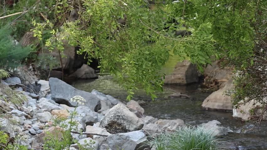 Gentle mountain stream flowing through a rocky landscape