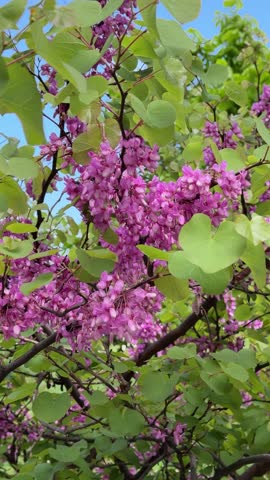 Blooming pink flowers on a tree branch against blue sky in spring