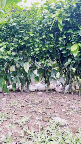 Chickens resting under vegetation on a Colombian farm. Real footage of chickens resting under vegetation on a Colombian farm. A peaceful rural scene with shade, leaves, and natural animal behavior.
