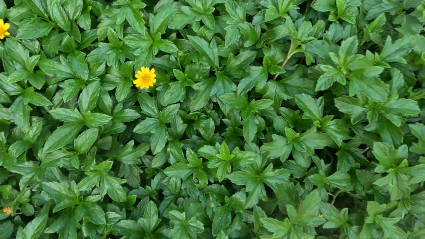 Overhead view of small yellow flowers, lush green leaves, natural outdoor garden.