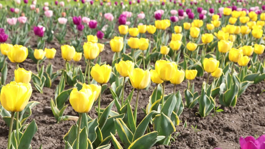 Different beautiful tulip flowers growing in park