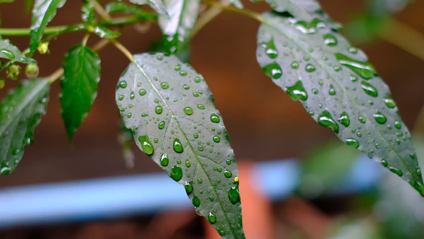 A leaf with drops of water on it. The leaf is green and the water droplets are clear