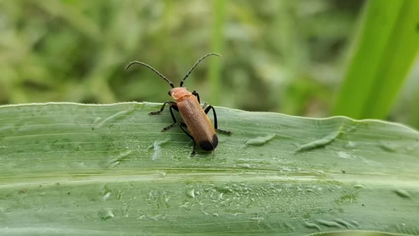 a small orange beetle perched on a dewy blade of grass