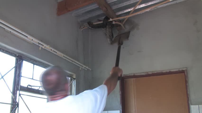 men carefully handle a massive African rock python From house Indoor Ceiling in a rural Botswana setting