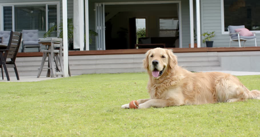 Golden retriever is reacting to orange chew toy, lifting head, repositioning paws, panting on lawn. Dog, backyard, porch, deck, patio, daylight, outdoor