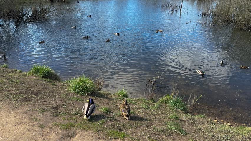 Wild ducks swim in a tranquil pond against a backdrop of a grassy bank and cloud reflections, a tranquil scene of wetland wildlife.