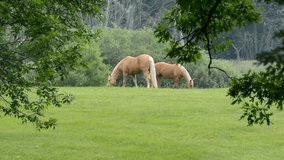 Two Horses grazing in a pasture