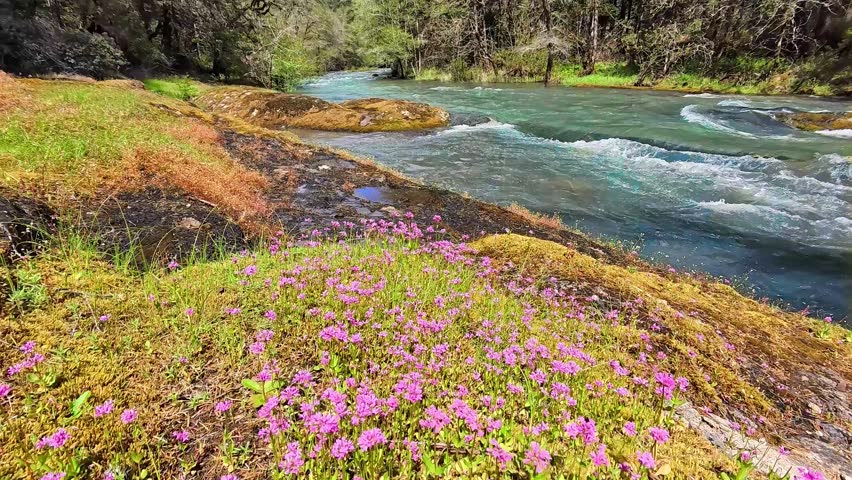 Pink Wildflowers Blooming on Mossy Riverbank – Scenic Spring Mountain Stream