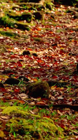 Fallen leaves and mossy roots covering a quiet forest floor.