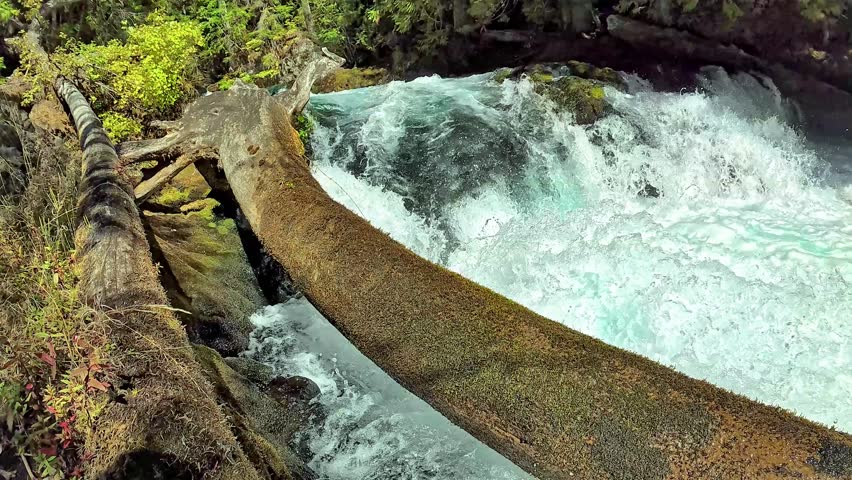 Massive Fallen Log Over Rushing Mountain Waterfall – Pristine Forest River Rapids