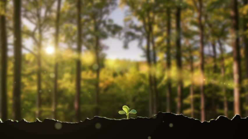 In spring, plant seeds germinate and grow