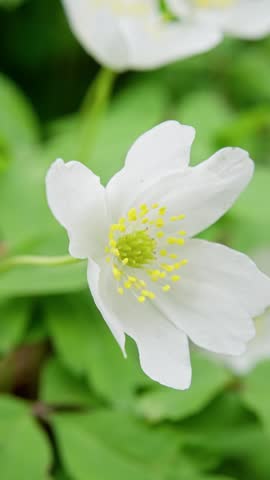 Intimate Perspective Capturing Anemone With Vibrant Yellow Core And Soft Backdrop. Close Examination Of Solitary Anemone Flower Displaying Delicate Petals And Subtle Spring Ambiance