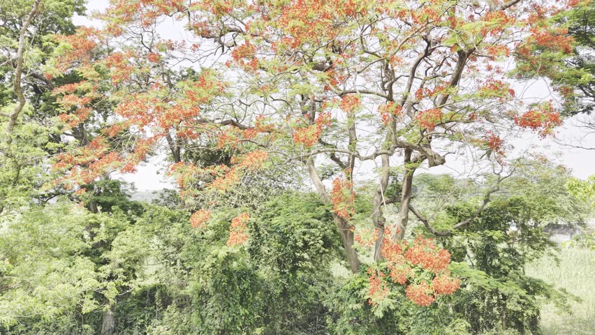 Aerial view of a red flamboyant tree in full bloom.
