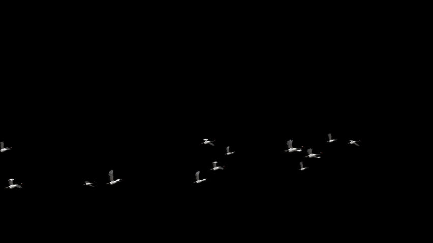 alpha A flock of cranes flew across the sky