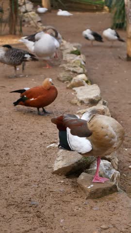 Diverse birds gathered near a rocky shoreline