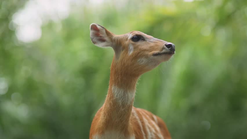 Young Deer in Green Nature