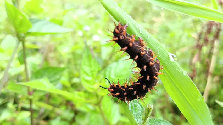 A caterpillar of the Malayan eggfly (Hypolimnas anomala) on a bush leaf with a blurred background, the crow eggfly. This caterpillar is black with bright orange spots and black branched spines covering its body.