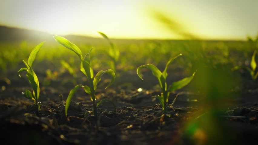 In a vast farm field, young corn stalks with emerging kernels grow under the warm sunset, exemplifying efficient crop cultivation and sustainable farming practices