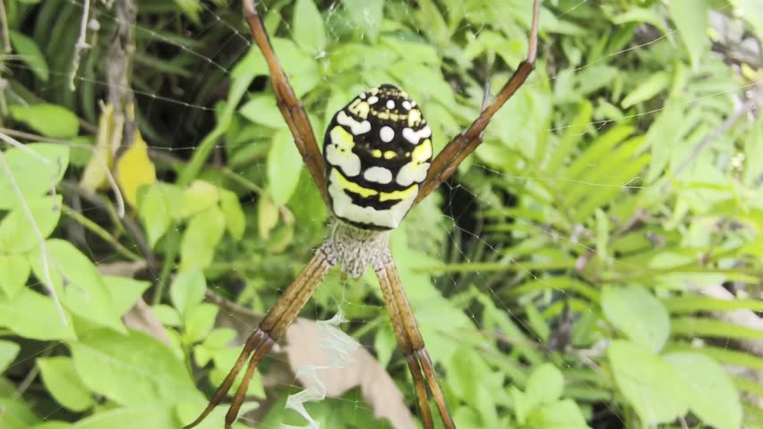 A spider of the genus Argiope, commonly known as the orb-weaver spider. Argiope spiders are carnivorous and prey on small flying insects. 
