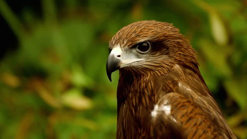 Close-up portrait of a Red-tailed Hawk (Buteo jamaicensis) face, intense golden eyes, detailed brown and rust feathers, ultra realistic wildlife photography, natural light, shallow depth of field, high resolution.