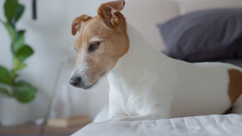 Small dog lying on bed in bedroom. Jack Russell terrier dog relaxing at home. Concept of domestic animals and living with pet