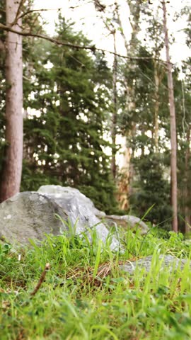Male mountain biker riding in the forest on a sunny day 4k