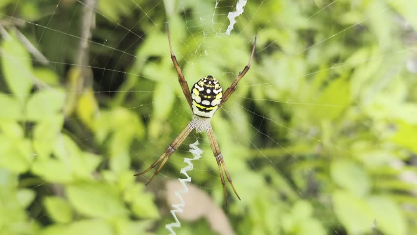 A spider of the genus Argiope, commonly known as the orb-weaver spider. Argiope spiders are carnivorous and prey on small flying insects. 
