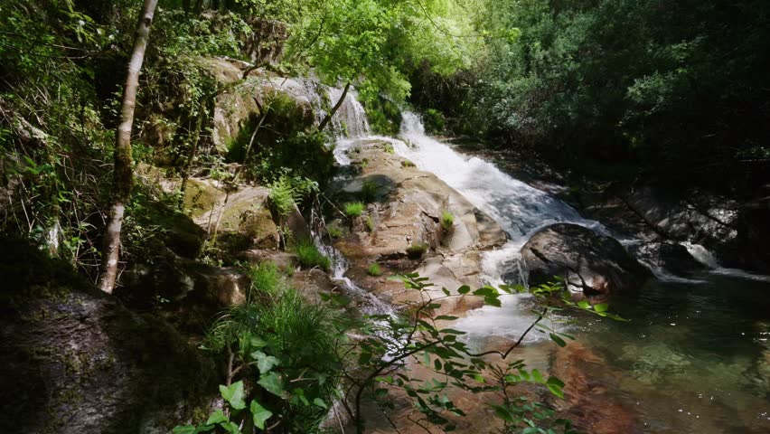 Serene natural scene of a small mountain creek flowing over rocks and moss, surrounded by the vibrant green foliage of a dense, sunlit forest creating a peaceful and refreshing atmosphere