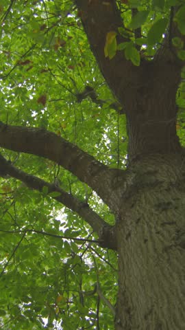 Low angle view of tall lush tree in a forest
