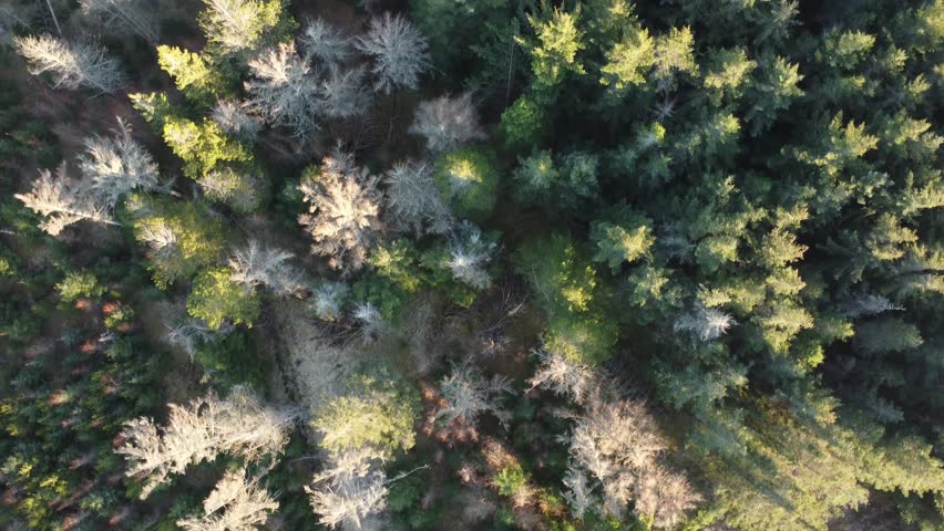 Stunning aerial top-down view of a dense pine forest in Jylland, Denmark. The camera slowly moves over the vibrant green coniferous treetops illuminated by the warm, golden sunlight