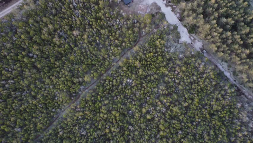 Stunning top-down aerial footage flying over a beautiful, dense pine forest in Skagen, Denmark, revealing a network of rural dirt roads, a remote shelter, and expansive heathland at sunset