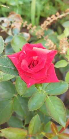 Close-up of a delicate pink rose with water droplets on the petals in the plant.